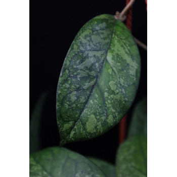 Hoya incrassata x finlaysonii ( big, splash leaves ) sklep z kwiatami hoya