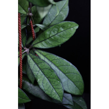 Hoya sp. Da Nang Vietnam ( Hoya crassipetiolata ) sklep z kwiatami hoya