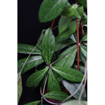 Hoya sp. Da Nang Vietnam ( Hoya crassipetiolata ) sklep z kwiatami hoya