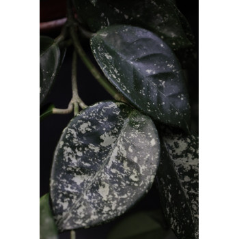 Hoya carnosa SPOTTED ( splash black/dark leaves ) sklep z kwiatami hoya