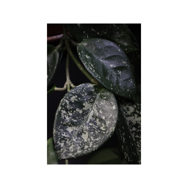 Hoya carnosa SPOTTED ( splash black/dark leaves ) store with hoya flowers