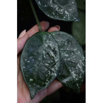 Hoya carnosa SPOTTED ( splash black/dark leaves ) sklep z kwiatami hoya