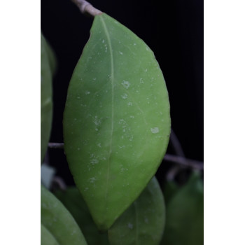 Hoya sp. Miral 145 ( Boripat Waterall ) store with hoya flowers