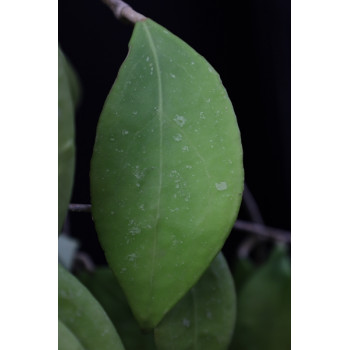 Hoya sp. Miral 145 ( Boripat Waterall ) sklep z kwiatami hoya