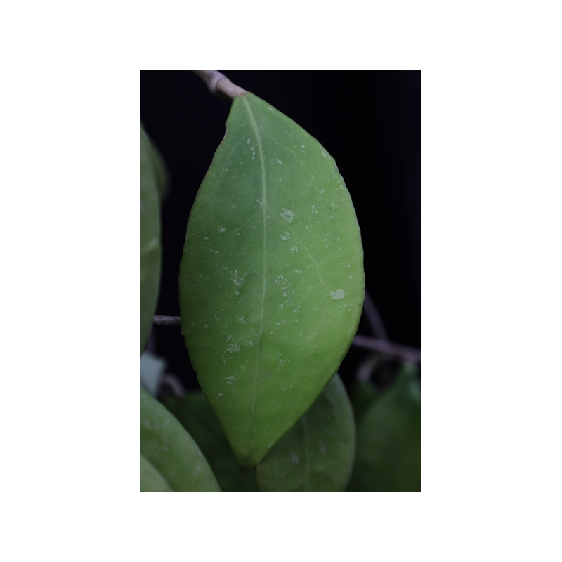 Hoya sp. Miral 145 ( Boripat Waterall ) sklep z kwiatami hoya
