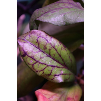 Hoya erythrina 'Bajo' sklep z kwiatami hoya