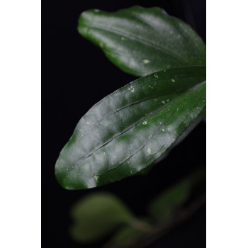 Hoya erythrina 'Bajo' sklep z kwiatami hoya