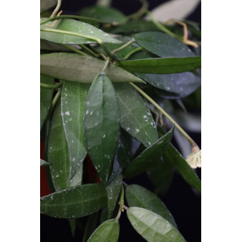 Hoya lacunosa Khao Luang ( long leaves ) sklep z kwiatami hoya