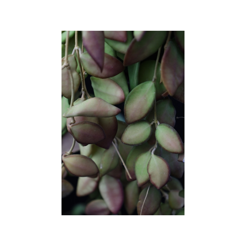 Hoya aff. burtoniae store with hoya flowers