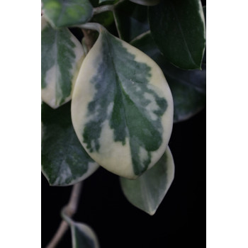 Hoya australis albomarginata (I) internet store
