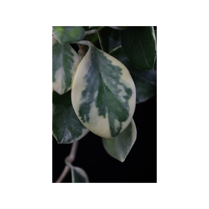 Hoya australis albomarginata (I) sklep z kwiatami hoya