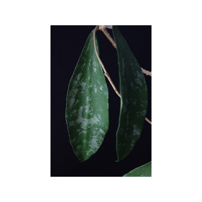 Hoya phuwuaensis sklep z kwiatami hoya