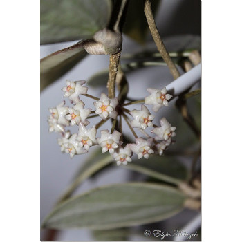Hoya acuta / verticillata albomarginata sklep z kwiatami hoya