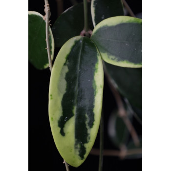 Hoya acuta / verticillata variegata internet store