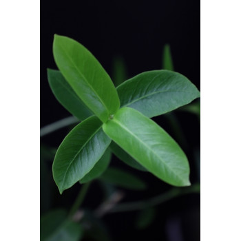 Hoya densifolia sklep internetowy