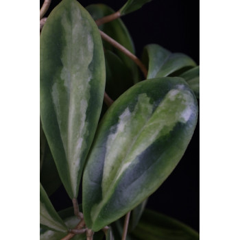 Hoya incrassata variegata Moonshadow sklep z kwiatami hoya