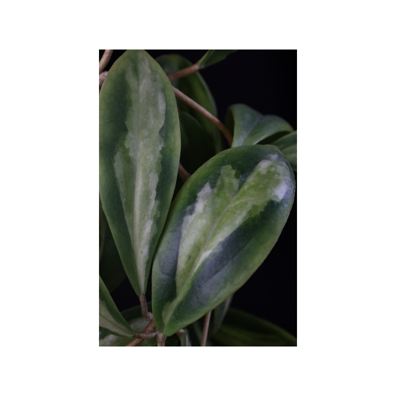 Hoya incrassata variegata Moonshadow sklep z kwiatami hoya