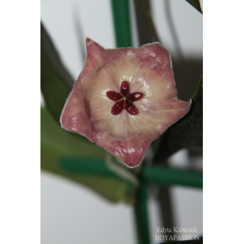 Hoya patella pinkish-orange flower sklep z kwiatami hoya