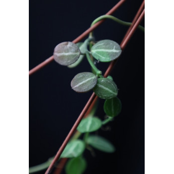 Dischidia ovata ( micro leaves ) sklep internetowy
