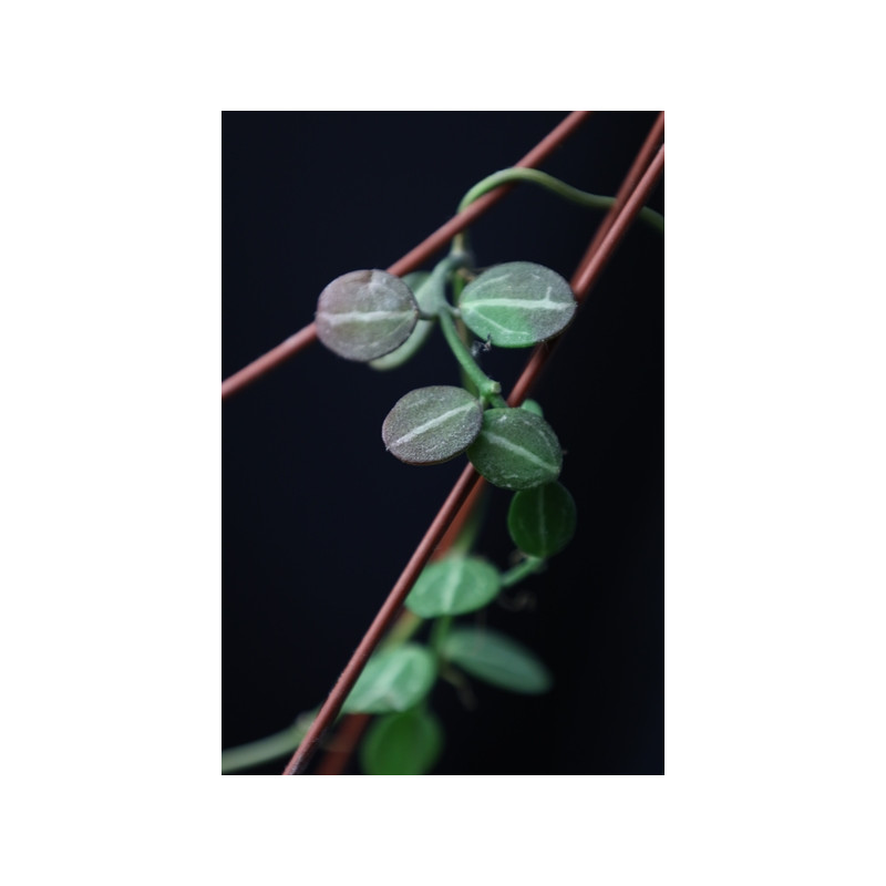 Dischidia ovata ( micro leaves ) sklep z kwiatami hoya