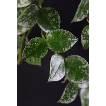 Hoya krohniana splash leaves sklep z kwiatami hoya
