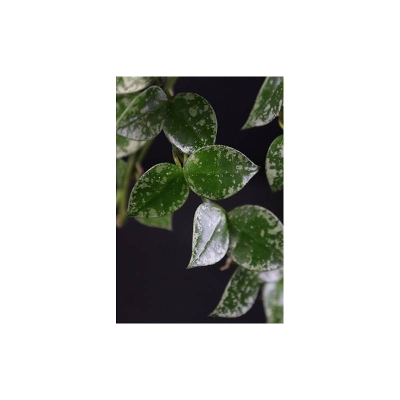 Hoya krohniana splash leaves sklep z kwiatami hoya