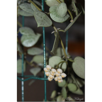 Hoya lacunosa Eskimo Silver sklep z kwiatami hoya