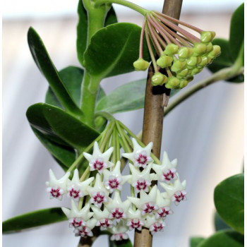 Hoya golamcoiana sklep z kwiatami hoya