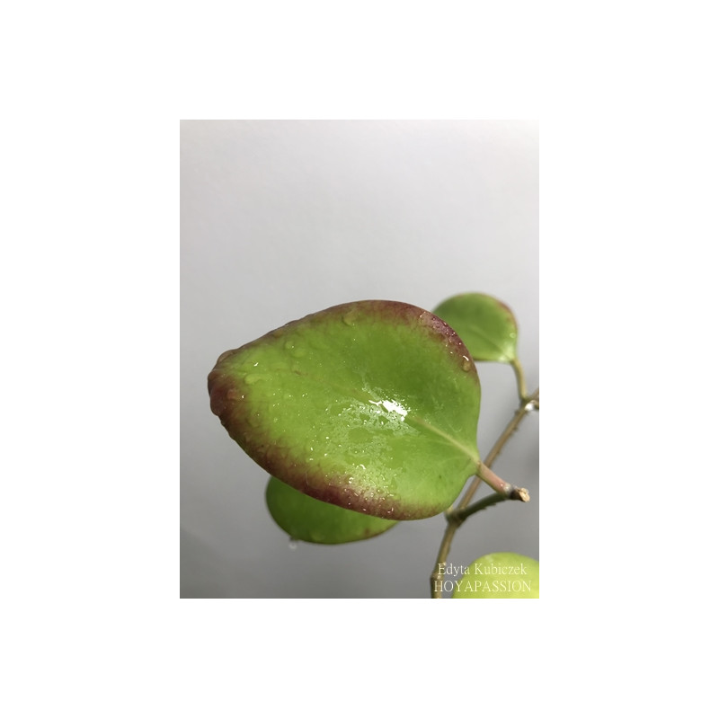Hoya sp. Sulawesii GPS8830 sklep z kwiatami hoya