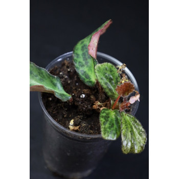 Begonia blancii mottled - RARYTAS internet store