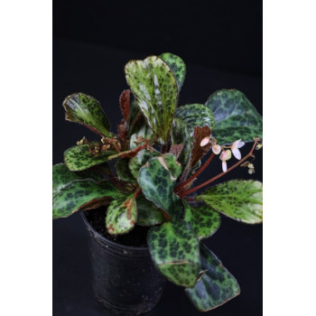 Begonia blancii mottled - RARE internet store
