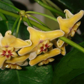 Hoya vitiensis yellow sklep z kwiatami hoya