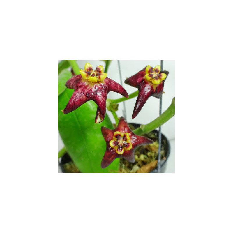 Hoya ciliata sklep z kwiatami hoya
