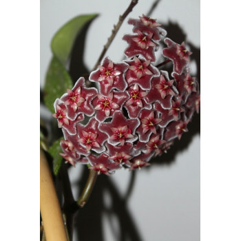 Hoya pubicalyx 'Silver Pink' store with hoya flowers