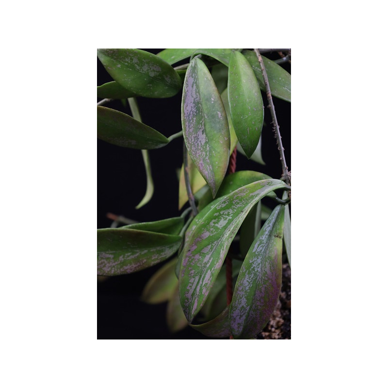 Hoya pubicalyx 'Silver Pink' sklep z kwiatami hoya