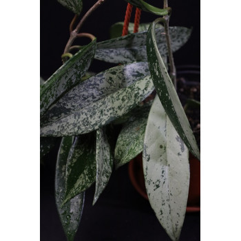 Hoya pubicalyx SILVER SPLASH store with hoya flowers
