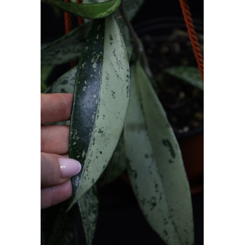Hoya pubicalyx SILVER SPLASH internet store