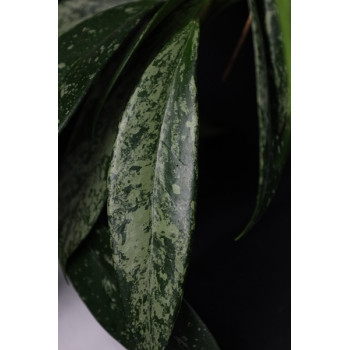 Hoya pubicalyx SILVER SPLASH sklep z kwiatami hoya