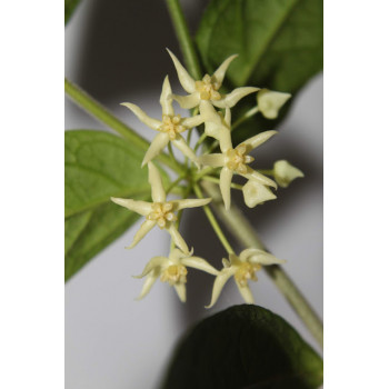 Hoya kipandiensis - UNIQUE ! store with hoya flowers