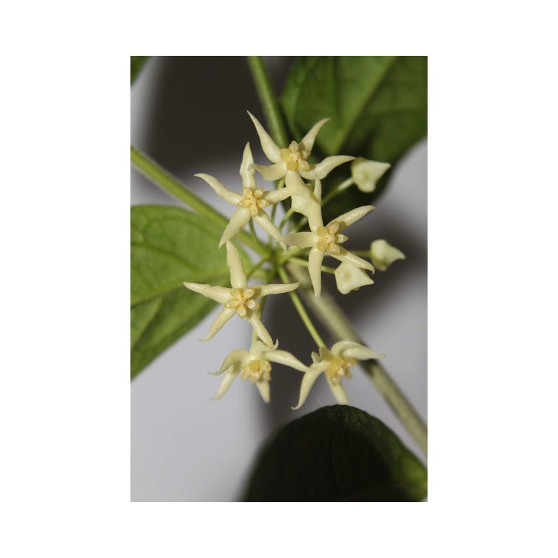 Hoya kipandiensis store with hoya flowers