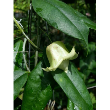 Hoya sammannaniana sklep z kwiatami hoya
