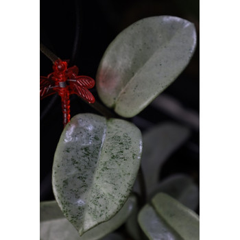Hoya carnosa 'Nova Ghost' sklep z kwiatami hoya