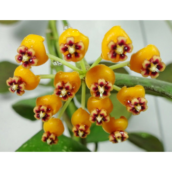 Hoya waymaniae Orange Peel store with hoya flowers