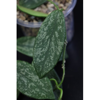 Hoya thomsonii splash leaves sklep internetowy