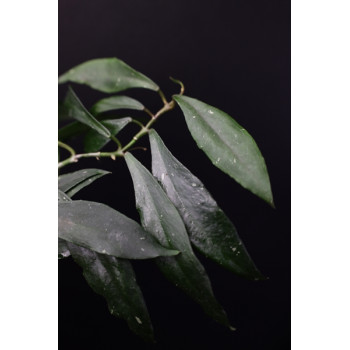 Hoya mirabilis ( clone B ) sklep z kwiatami hoya