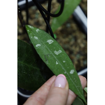 Hoya fauziana ssp. fauziana (true) sklep internetowy