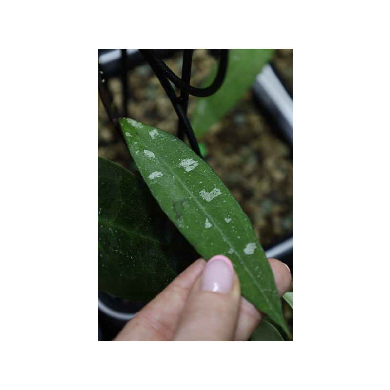 Hoya fauziana ssp. fauziana (true) sklep z kwiatami hoya