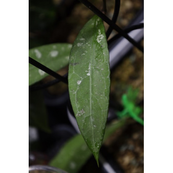 Hoya fauziana ssp. fauziana (true) sklep z kwiatami hoya