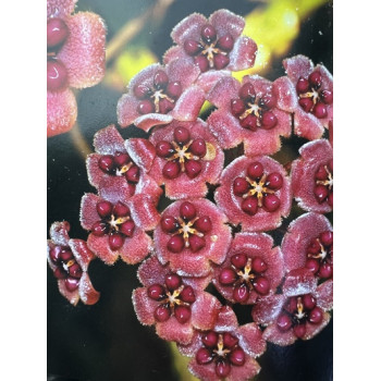 Hoya fauziana ssp. fauziana (true) - UNIQUE ! store with hoya flowers