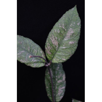 Hoya sp. ( previously vitellinoides ) sklep z kwiatami hoya